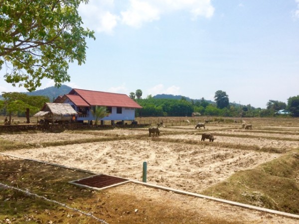 Rizières complètement sèche du mois d'avril à Koh Yao Noi