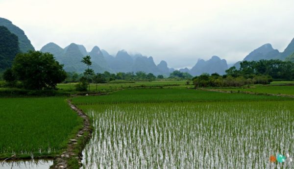 Paysages de rizières de la région de Yangshuo