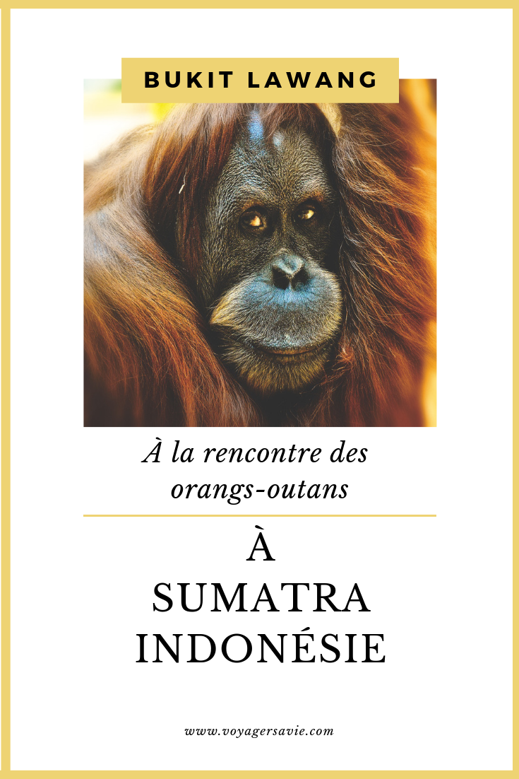 Les orangs-outans de Sumatra
