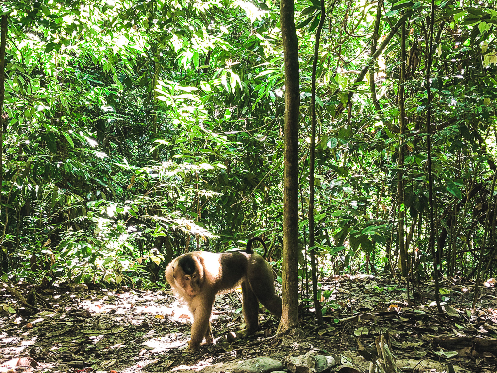 Trek dans la jungle à Sumatra