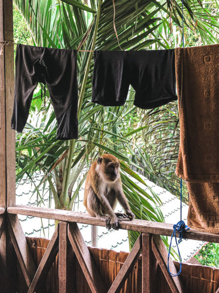Un singe sur mon balcon à Bukit Lawang à Sumatra