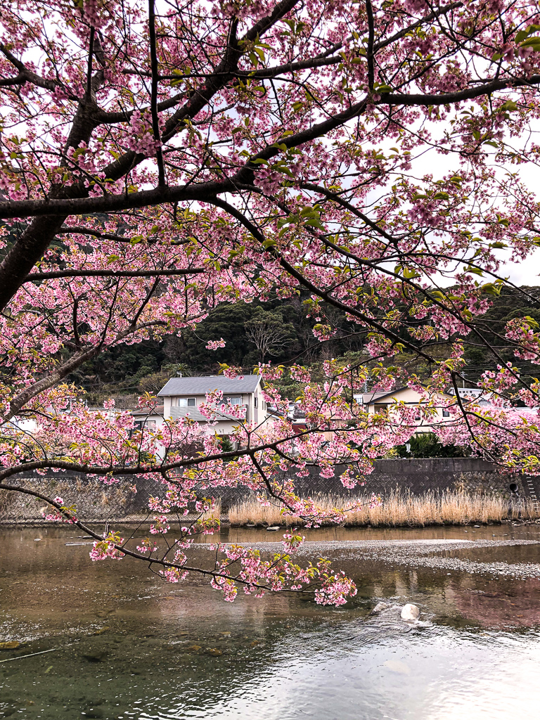 Voir les sakura de Kawazu sur Izu au Japon